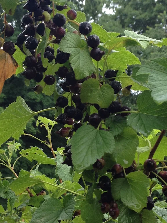 Black Currants on the Bush, 2014