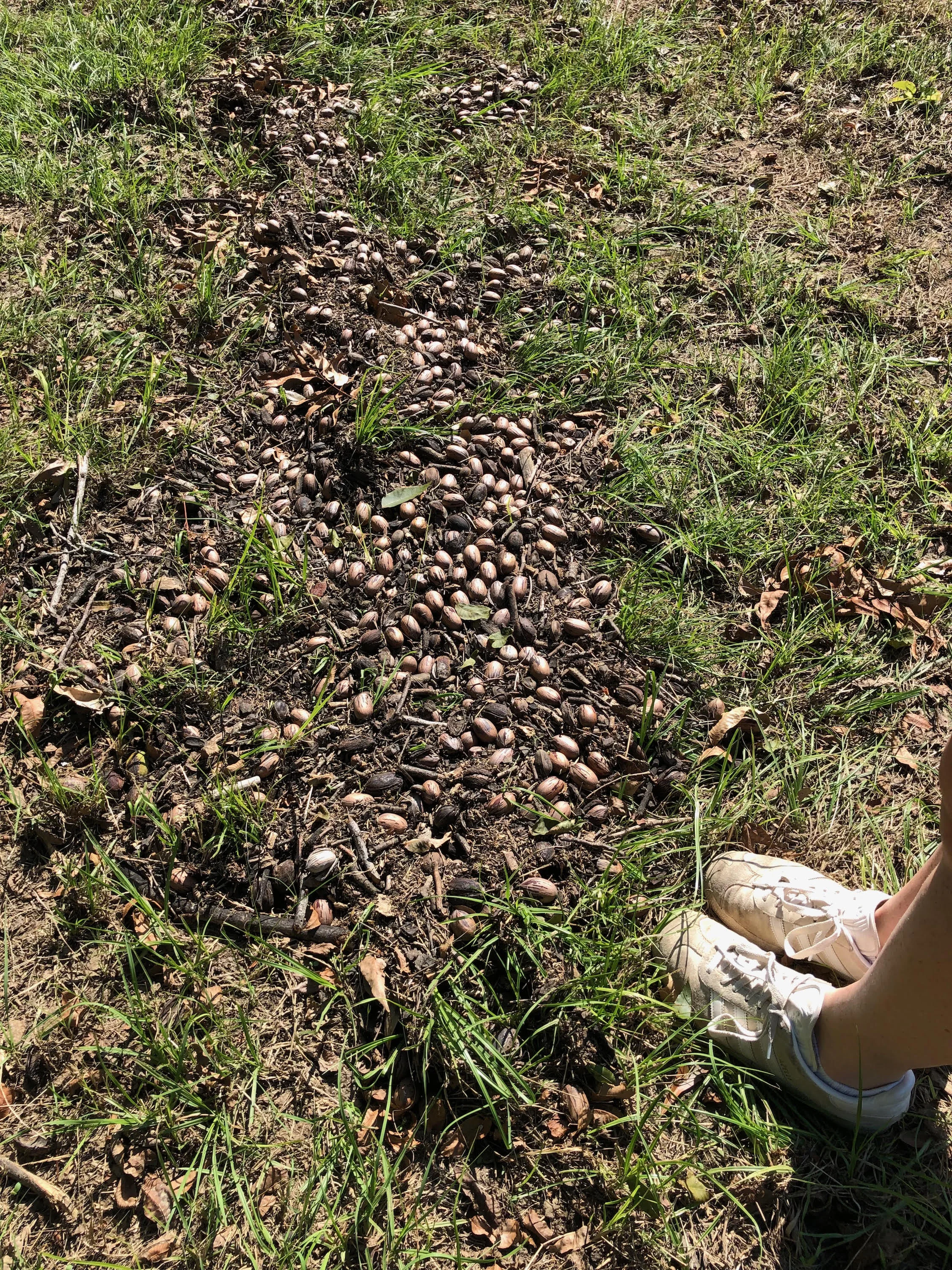 Floods of water carried nuts into neat rows, almost like they’d been blown that way