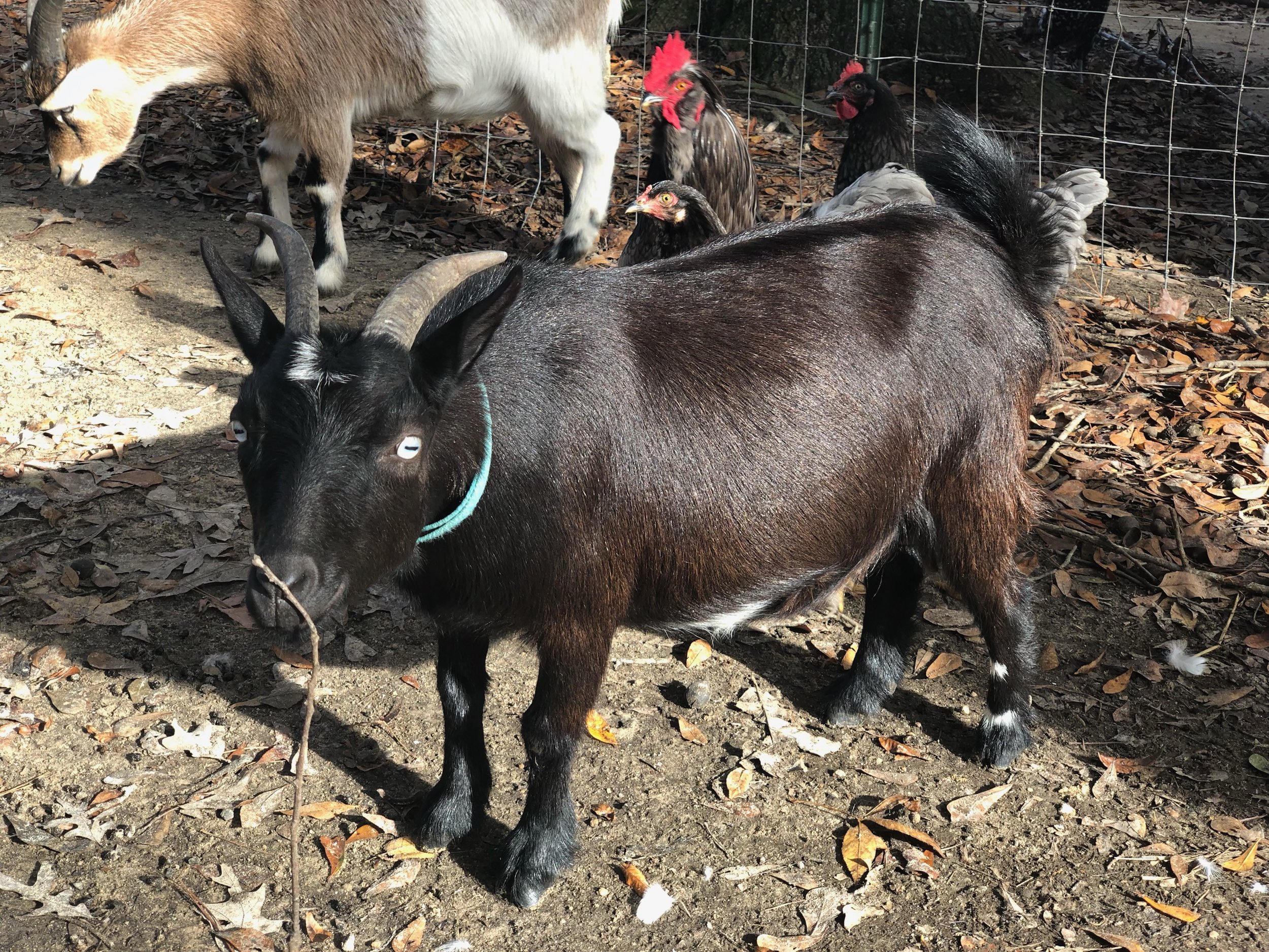 Pepper, pregnant and not named after a relative