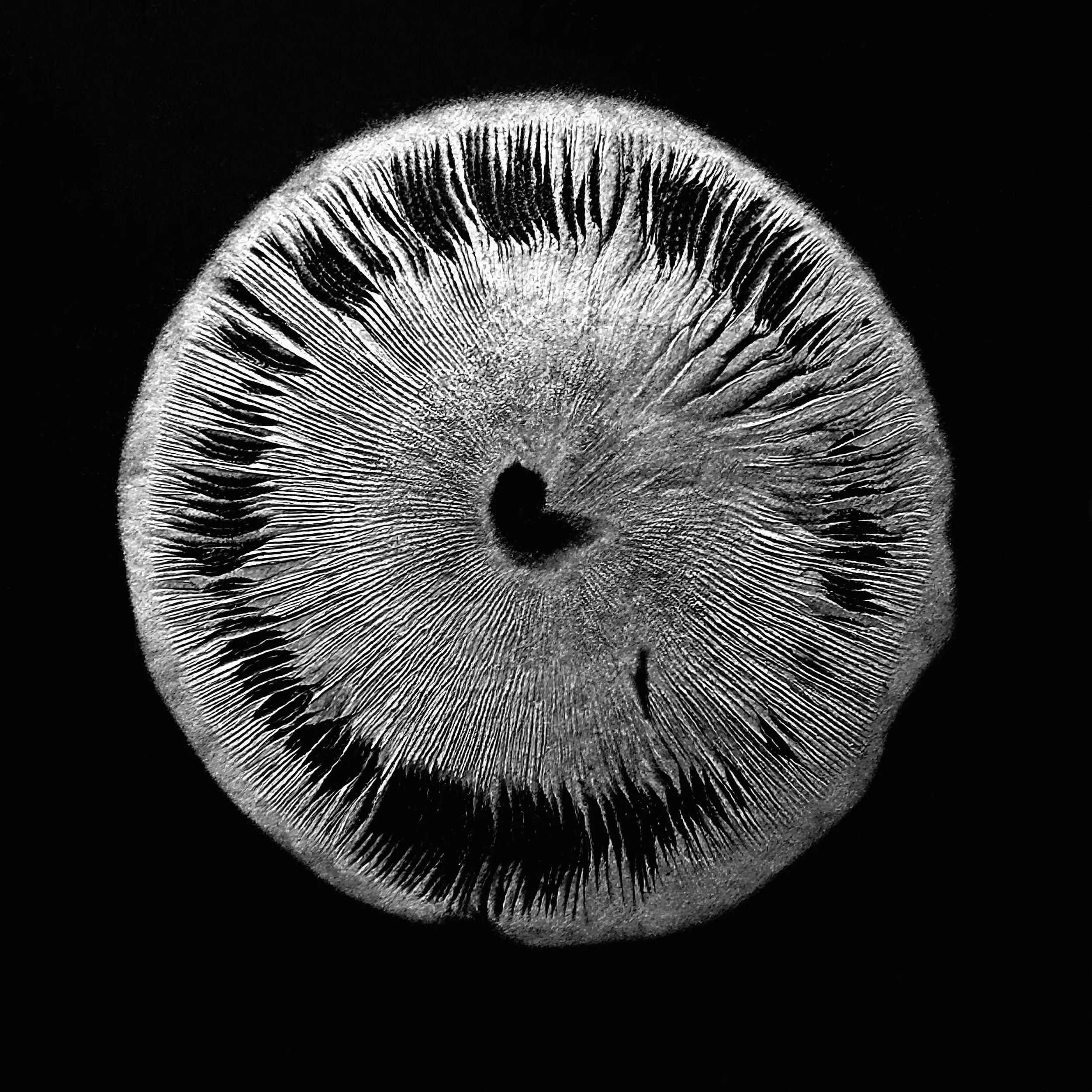 Nature's Mark © 2024, 24" x 24" archival pigment print created for the Karuizawa Foto Fest 2025