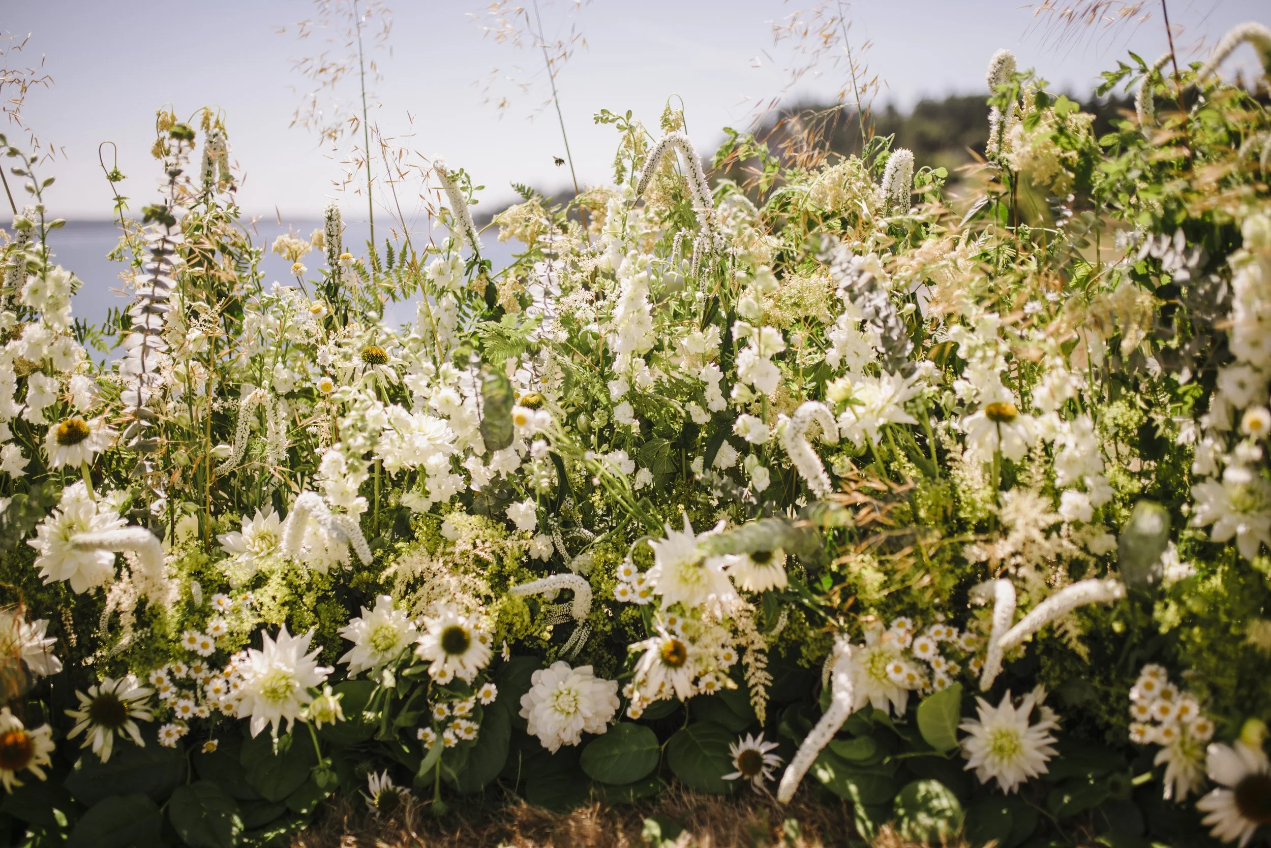 A vibrant display of white flowers with green leaves, with some flower stems and grass visible against a blue sky background.