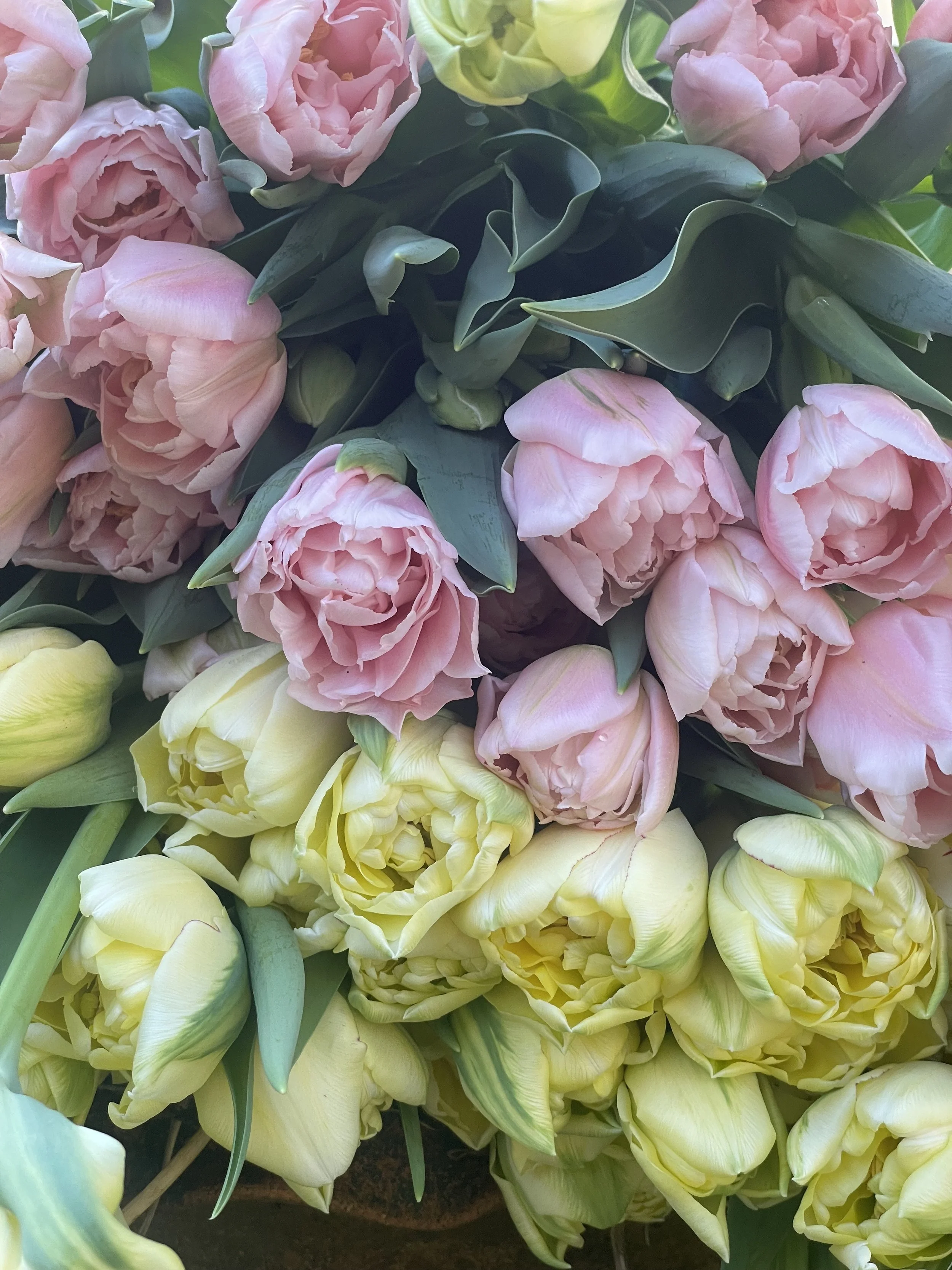 Hand Wrapped Tulip Bundle