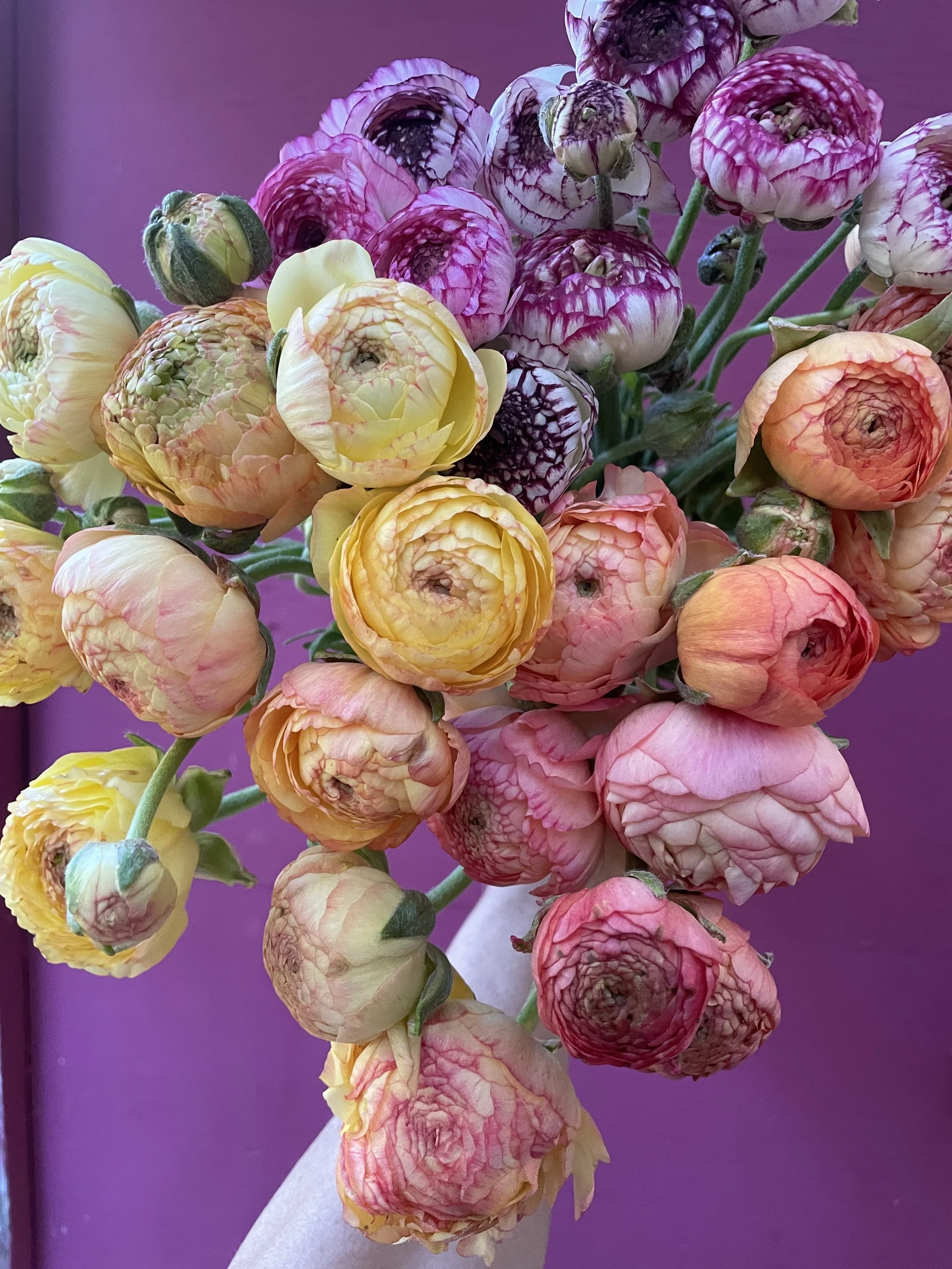 Ranunculus  Joy