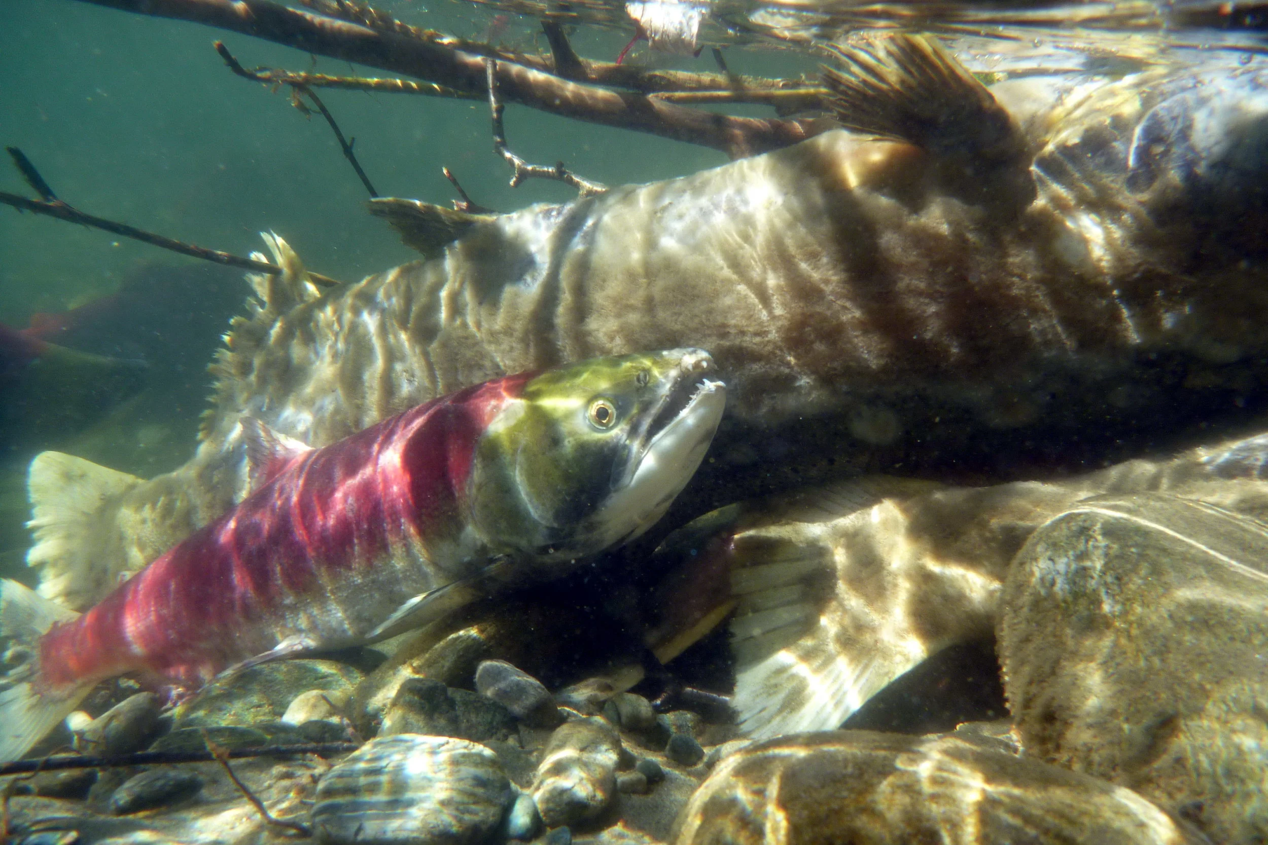 P1010255_crop.jpg
