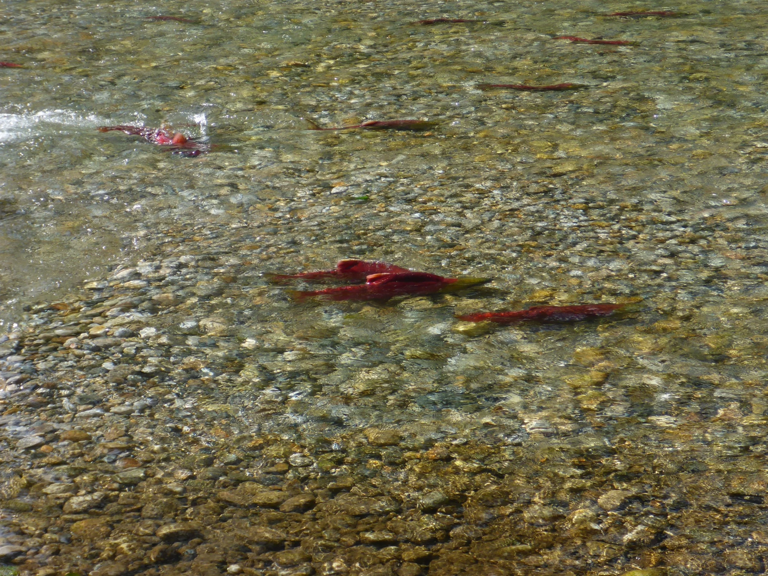 CPR 14 Crazy Creek 05897.jpg