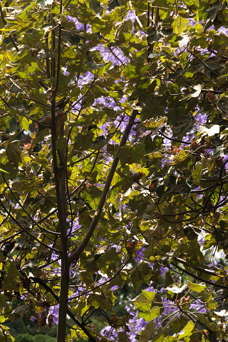 DVA_jardin_marzo_6914-copia.gif