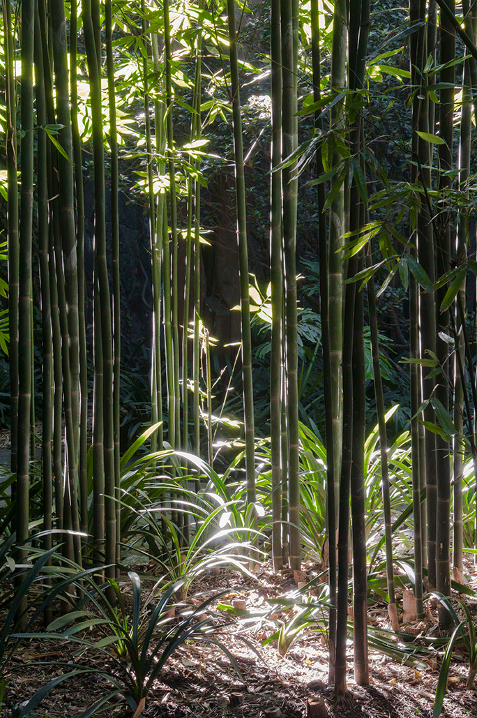 Jardin_DVA_0560-copia.gif