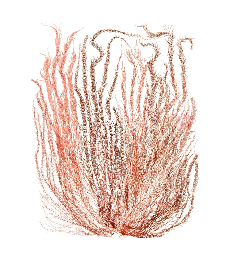JIselin_Gloiosiphonia1_750.jpg