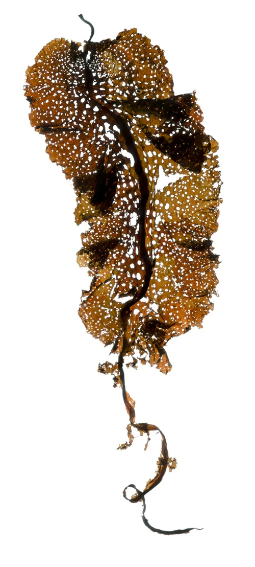 Agarum 1 (Holey Kelp)