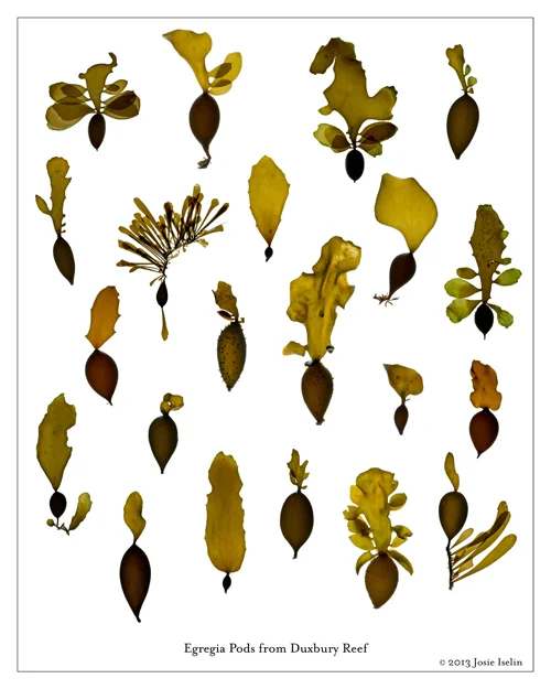 EgregiaPodPoster_16x20.jpg