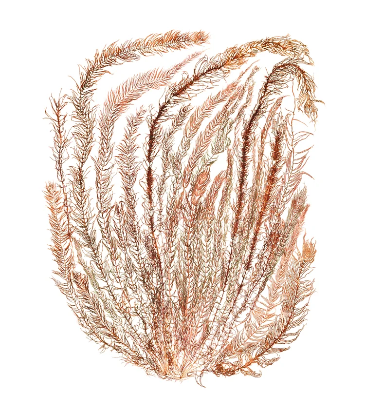 Gloiosiphonia verticillaris 2