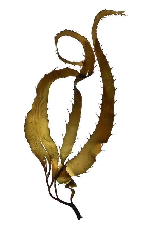 Macrocystis Sporophylls I