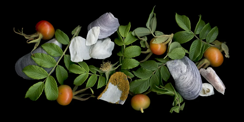 Rose Hips and Mussel Shells
