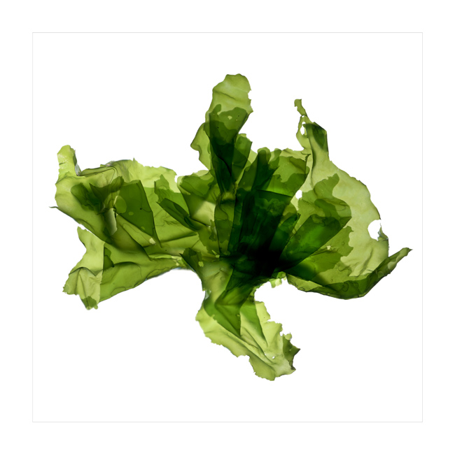 JIselin_Ulva_GreenSeaLettuce.jpg