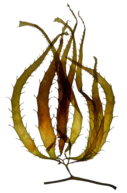 Macrocystis Sporophylls II