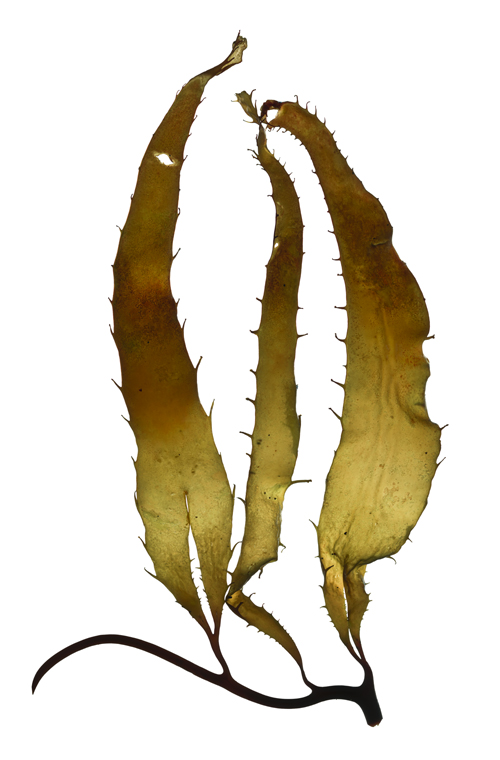 MacrocystisSporophyll3_25x38.jpg