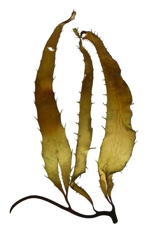 Macrocystis Sporophylls III