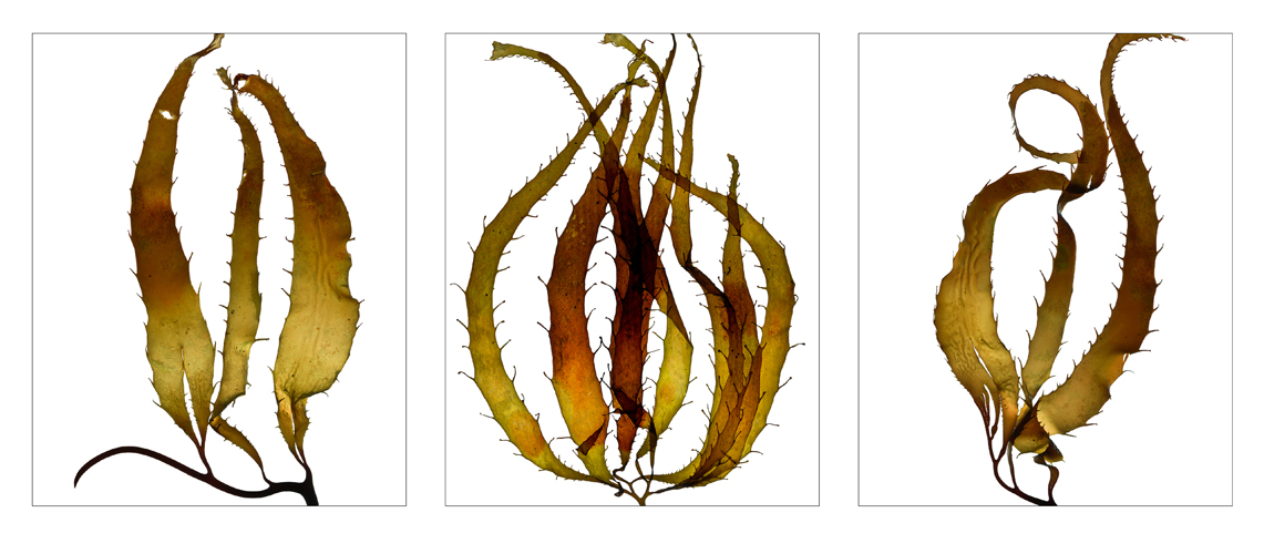 MacrocystsisSporophyllbladesTriptych.jpg