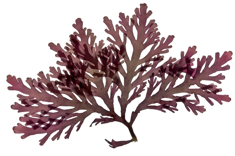 OsmundeaShowerCurtainDetail.jpg