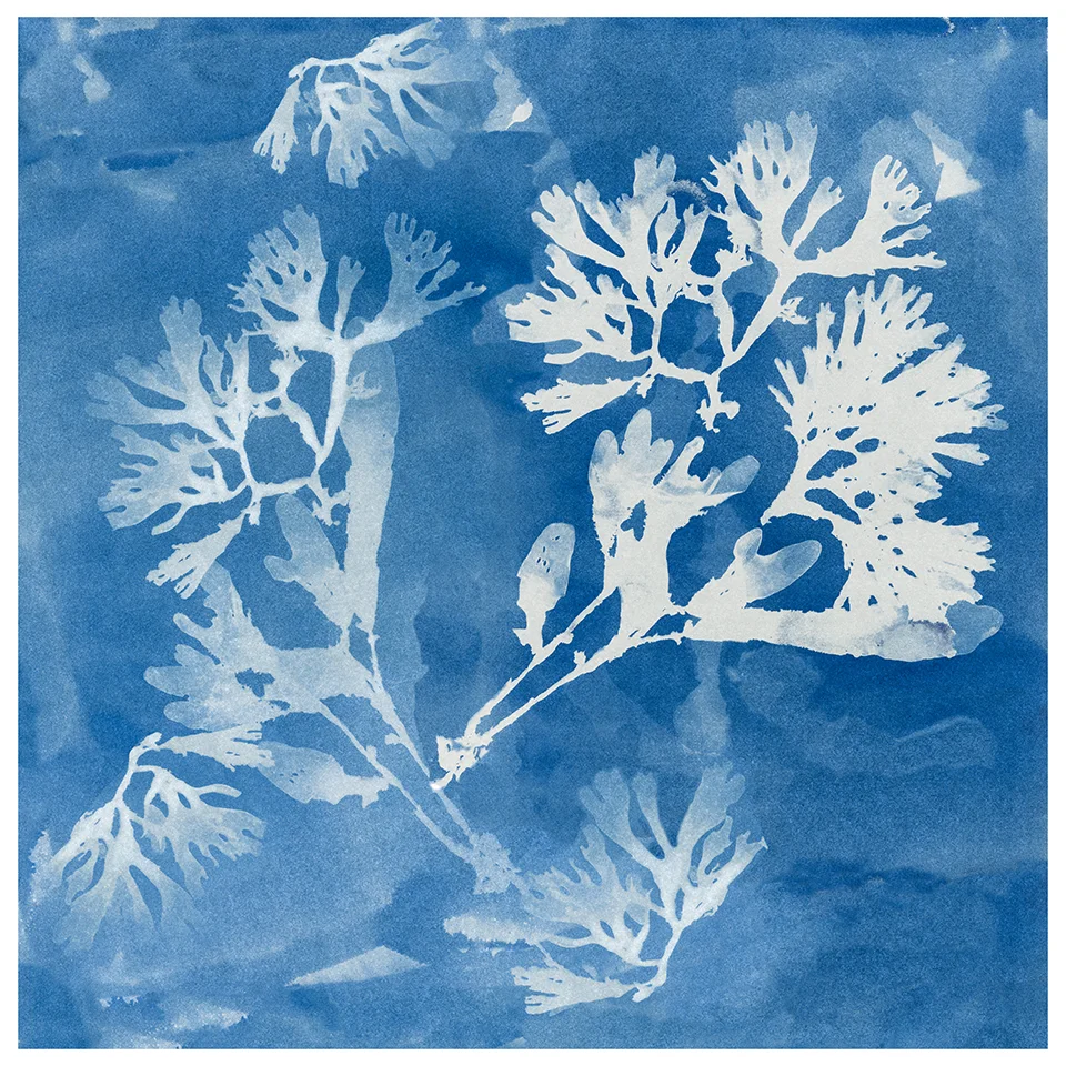 Cyanotypes — Josie Iselin