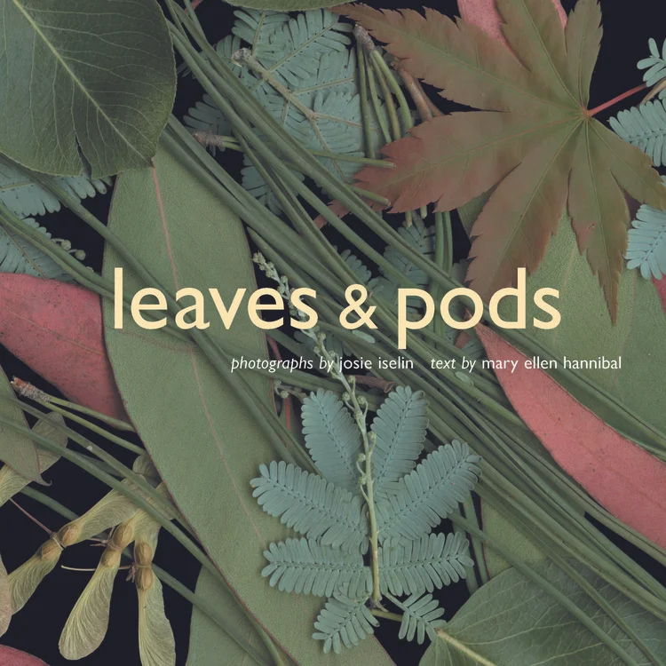 leaves-pods.jpeg