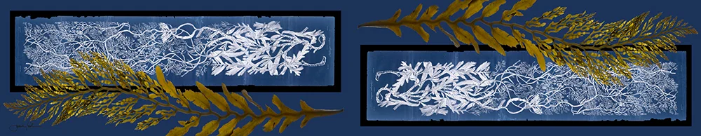 StephanocystisBlue_14x72.jpg