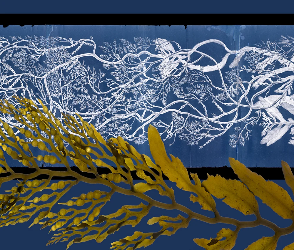 StephanocystisBlue_Detail.jpg