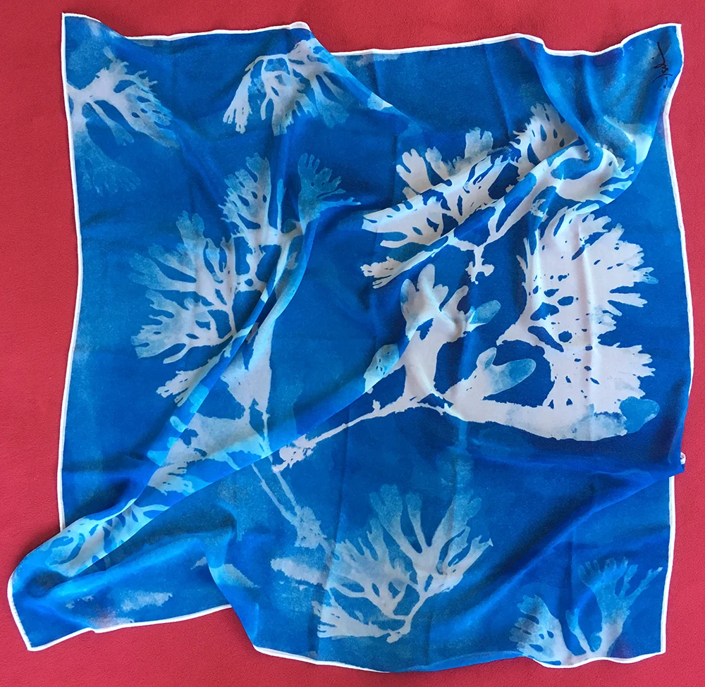 CallophyllusBlue&White_5.jpg