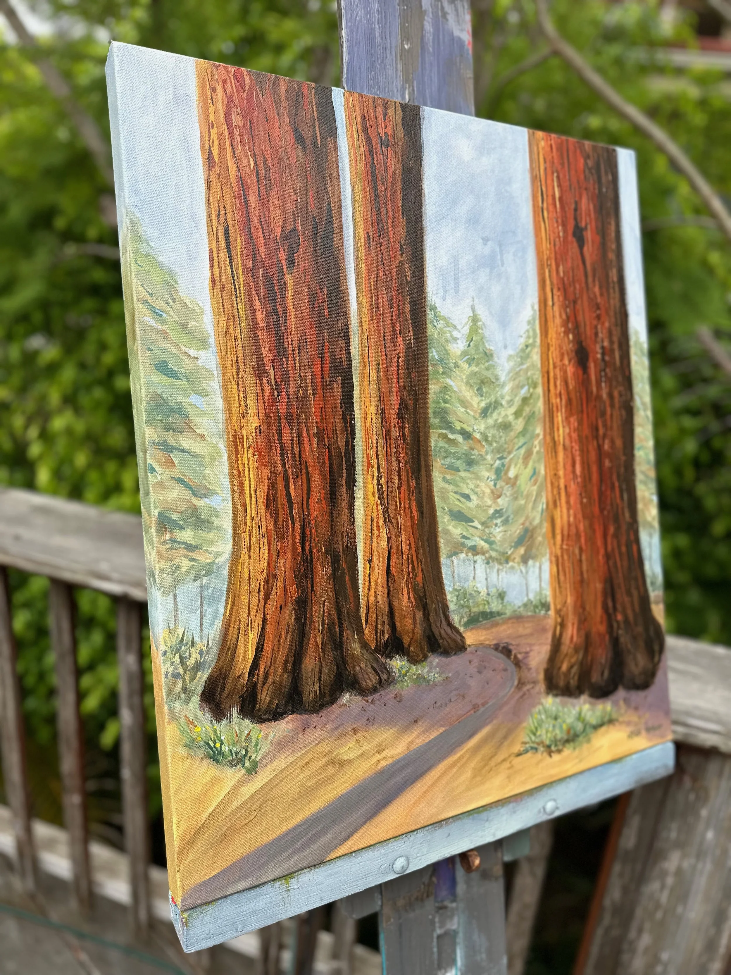 California Redwoods 20x24 - 12.jpeg