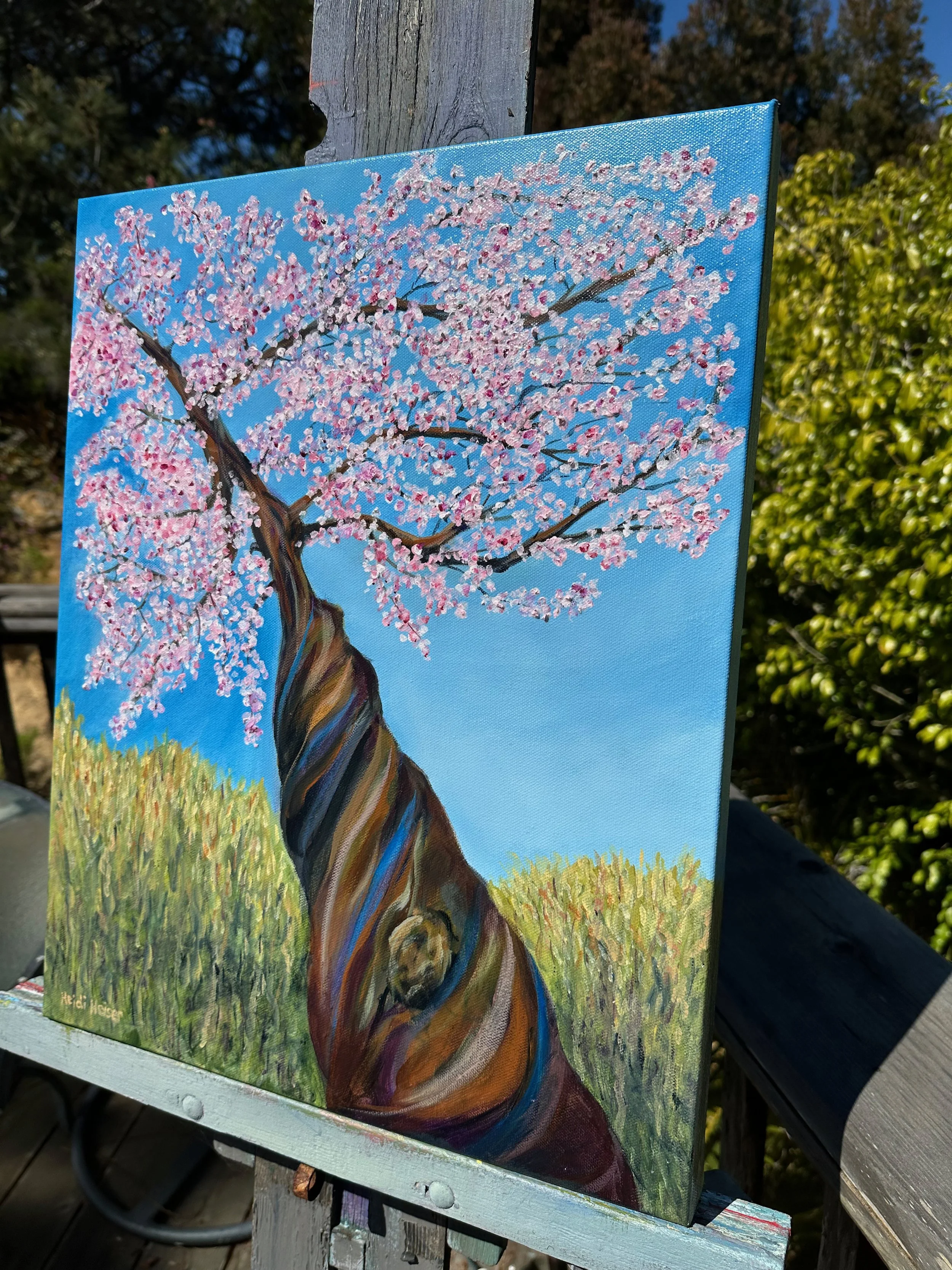 Cherry Blossoms Galore 16X20 - 17.jpeg