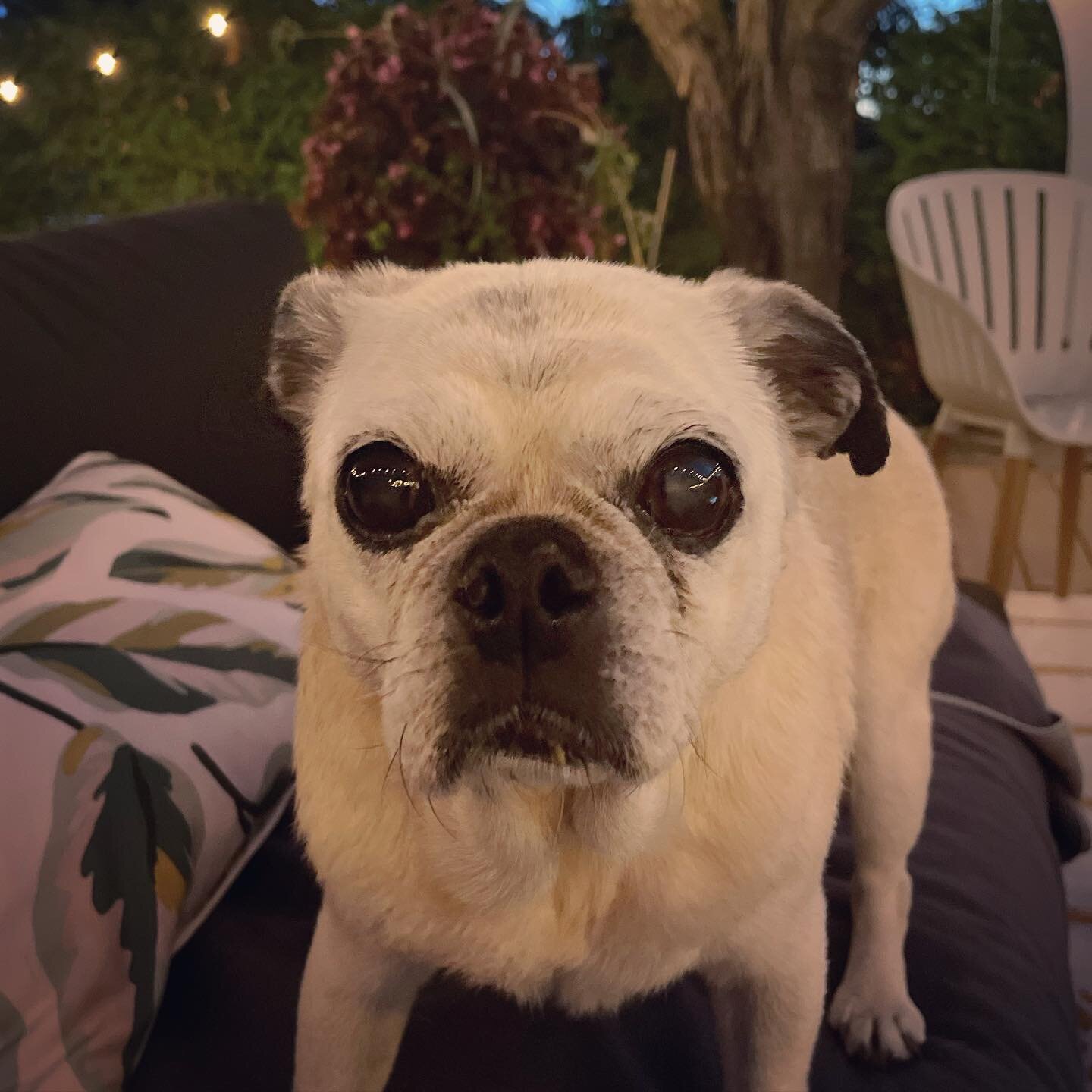 @lizziethepug is asking me to make sure summer never ends. #pugsofinstagram