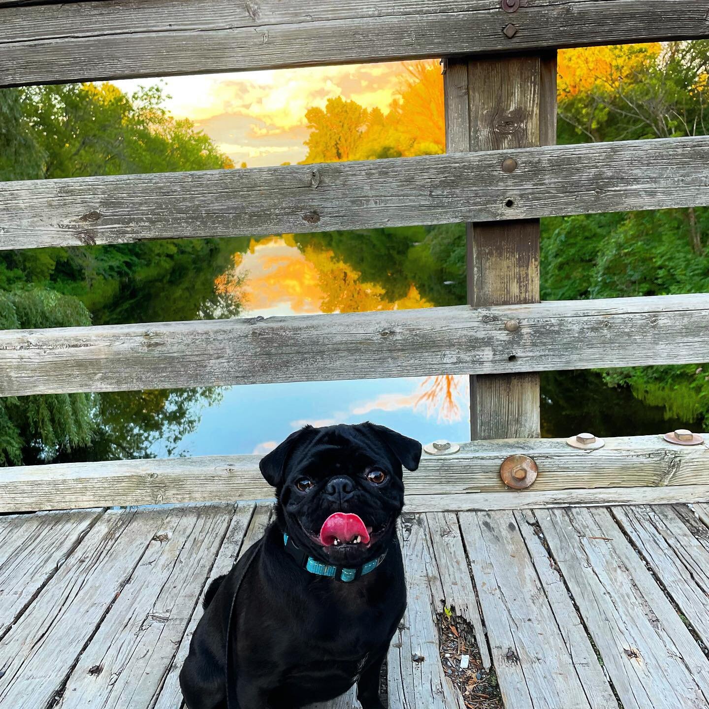 @poe_pug loves to stop and appreciate the scenery.