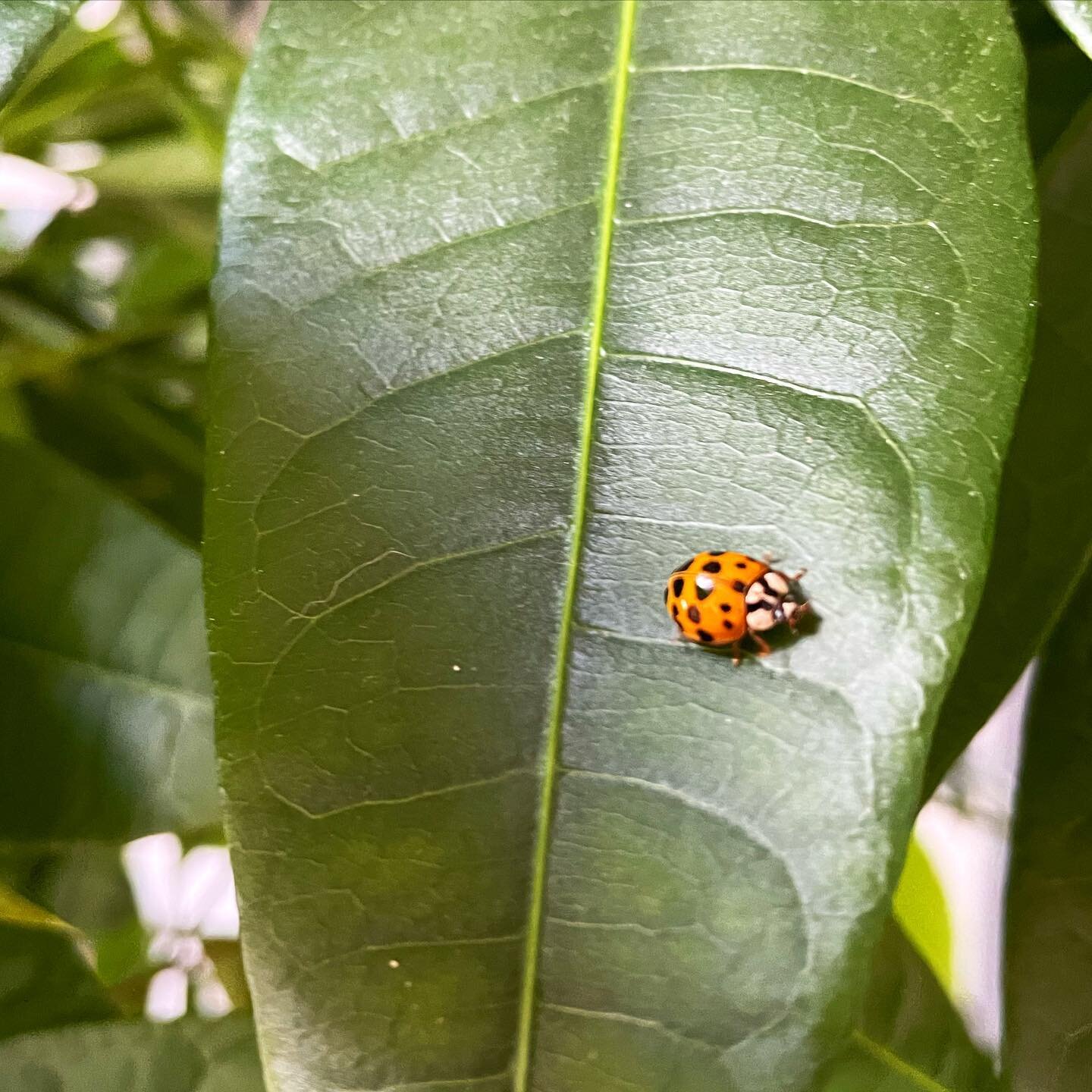 First, mr. 🐞 thought my 👓 would make a good 🏠, but then settled for the lovely 🪴.