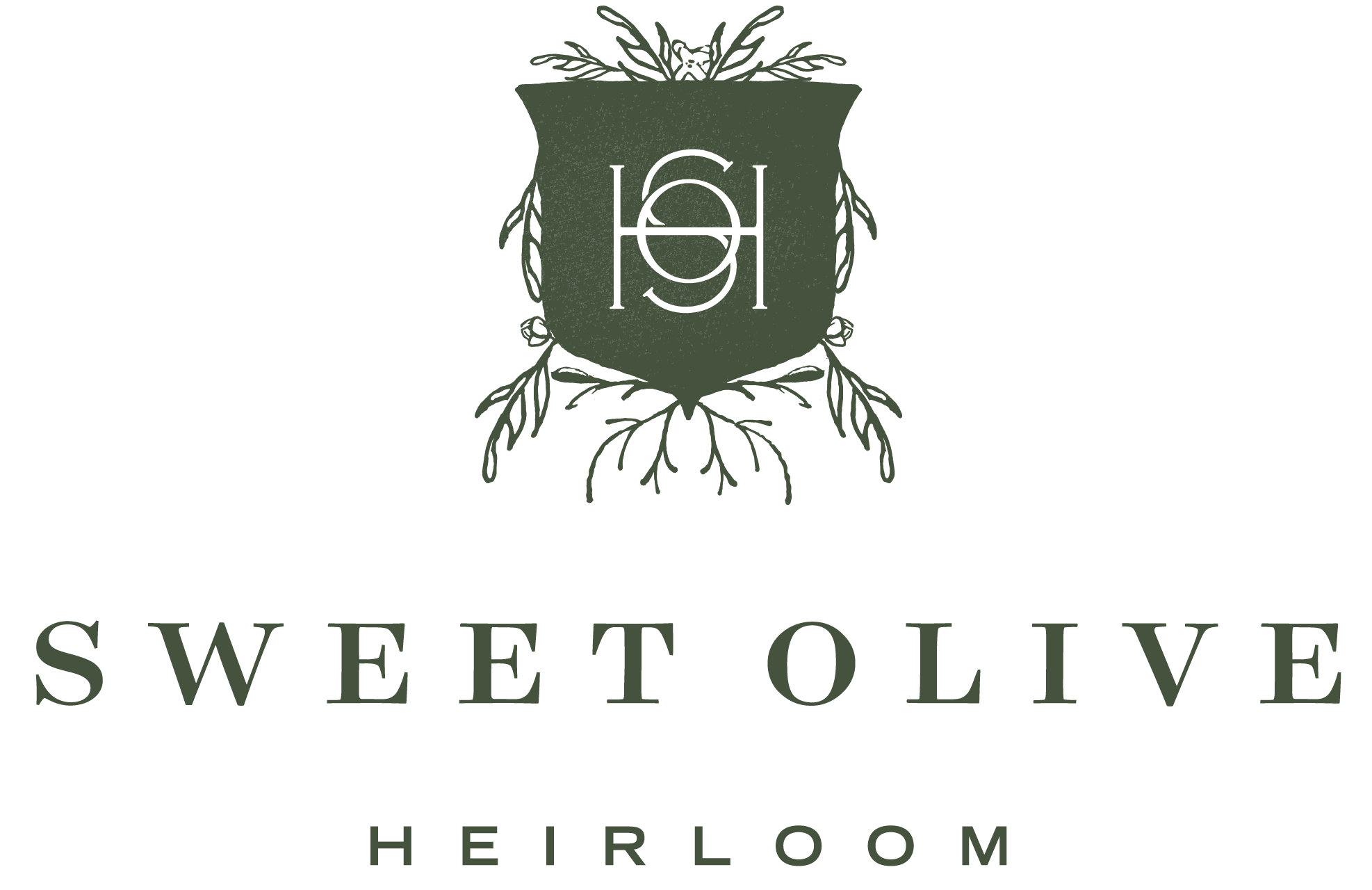 Sweet Olive Heirloom