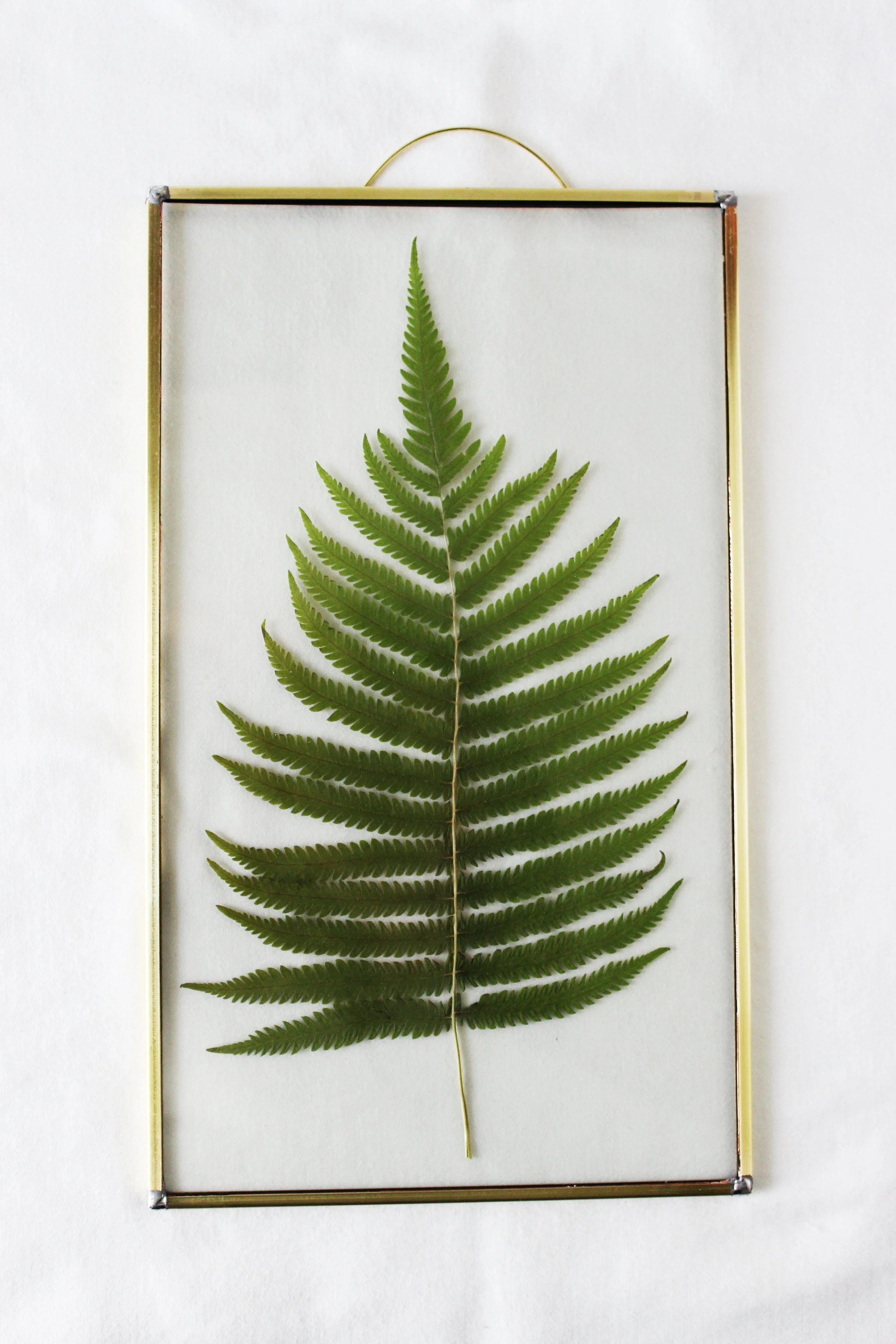 Pressed Fern II