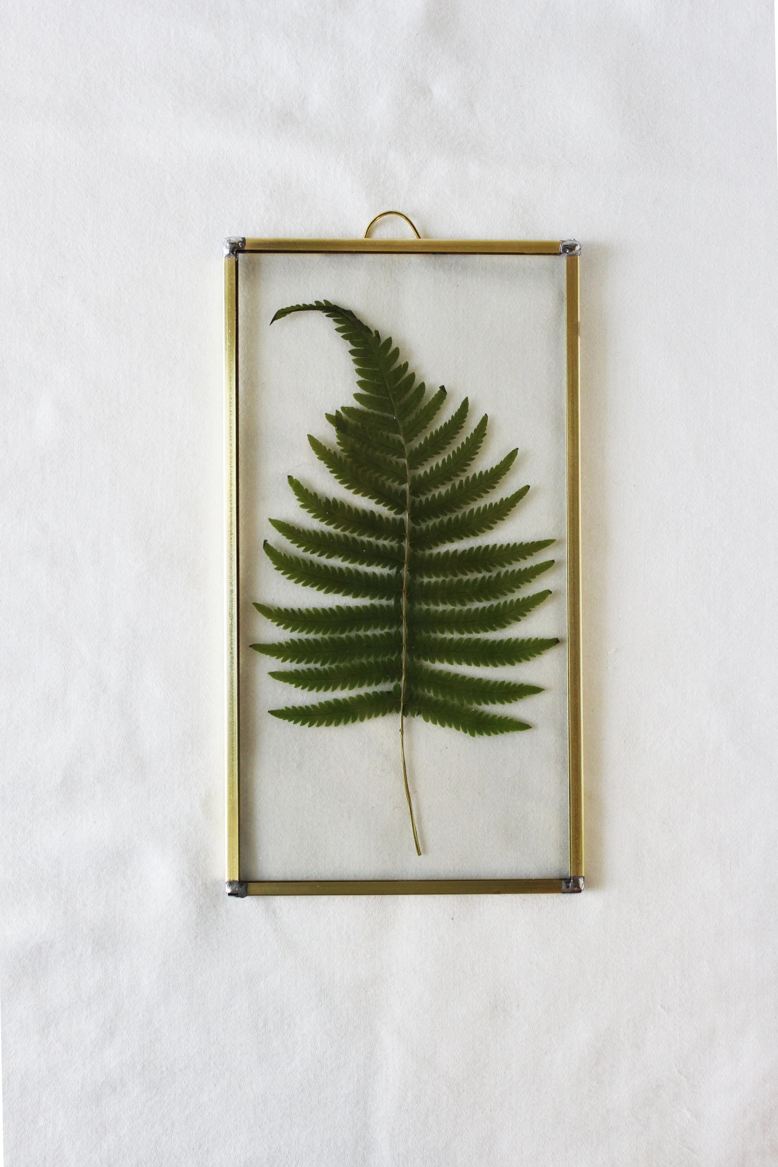 Pressed Fern X