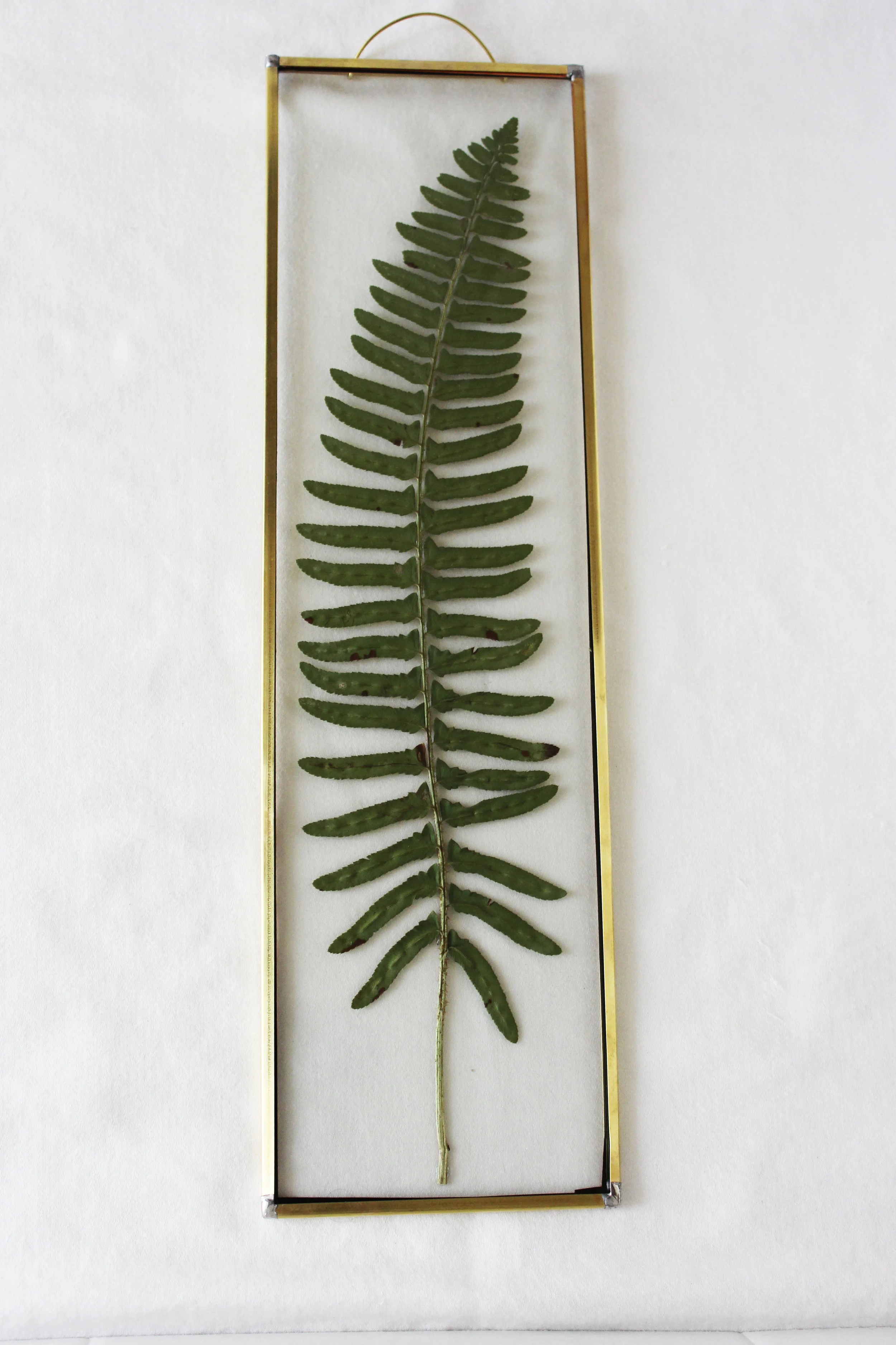 Pressed Fern XVIII