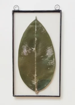 Ficus Elastica III