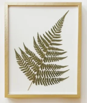 Louisiana Fern I