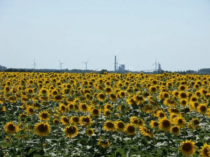 Wind Turbines in Sunflower Field.JPG