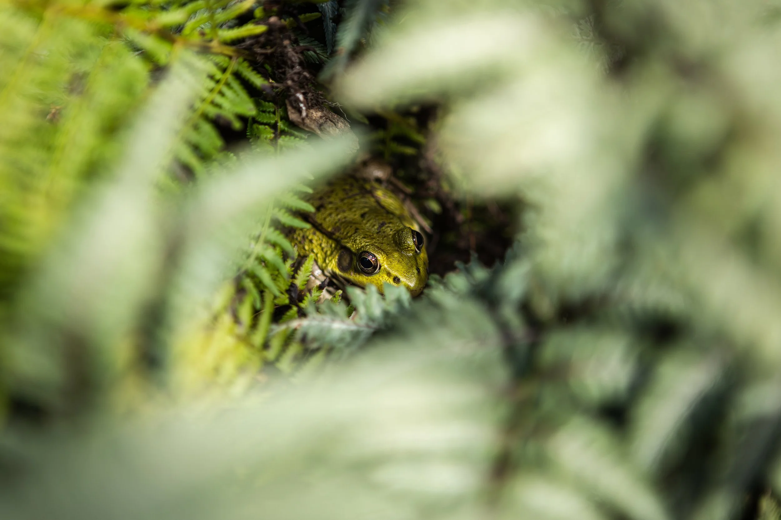 frog2-1.jpg