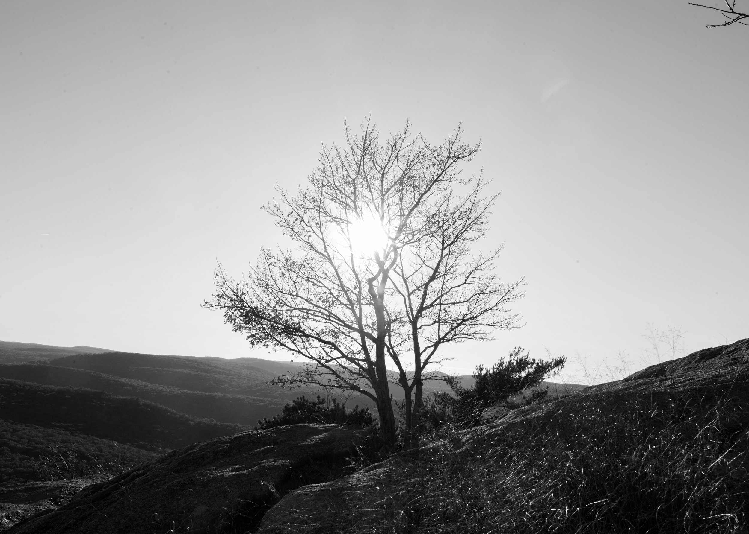 tree of hope for me. bear mountain top (4).jpg