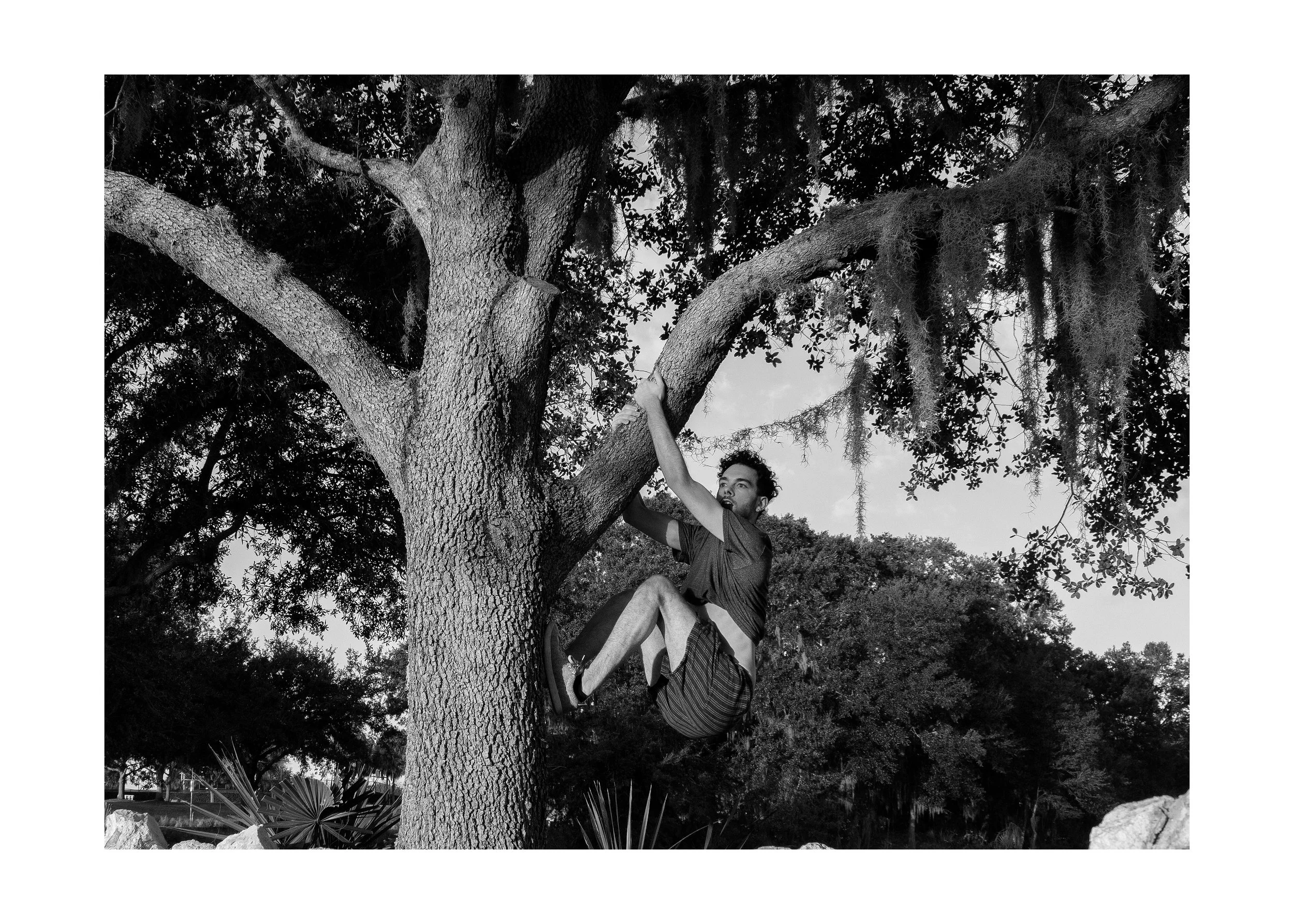 self climbing tree_3=4.jpg