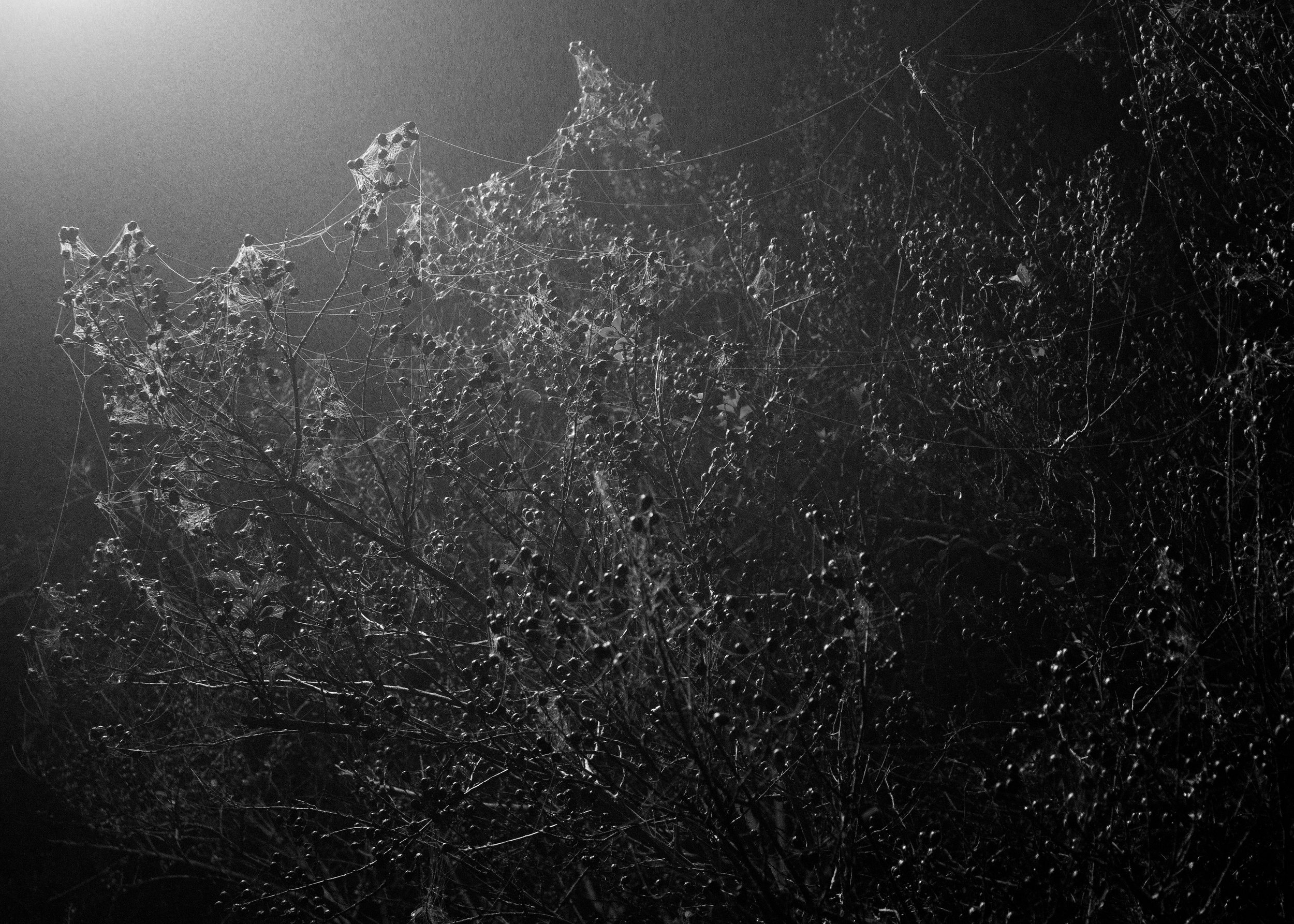 BerryBush_Spiderweb_Atnight_LadyLake_florida.jpg