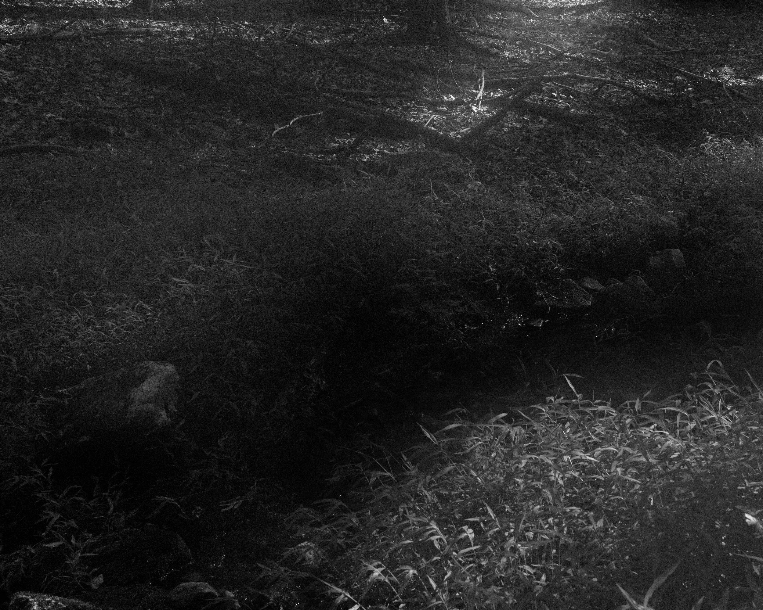 forest floor 2026 minnewaska.jpg