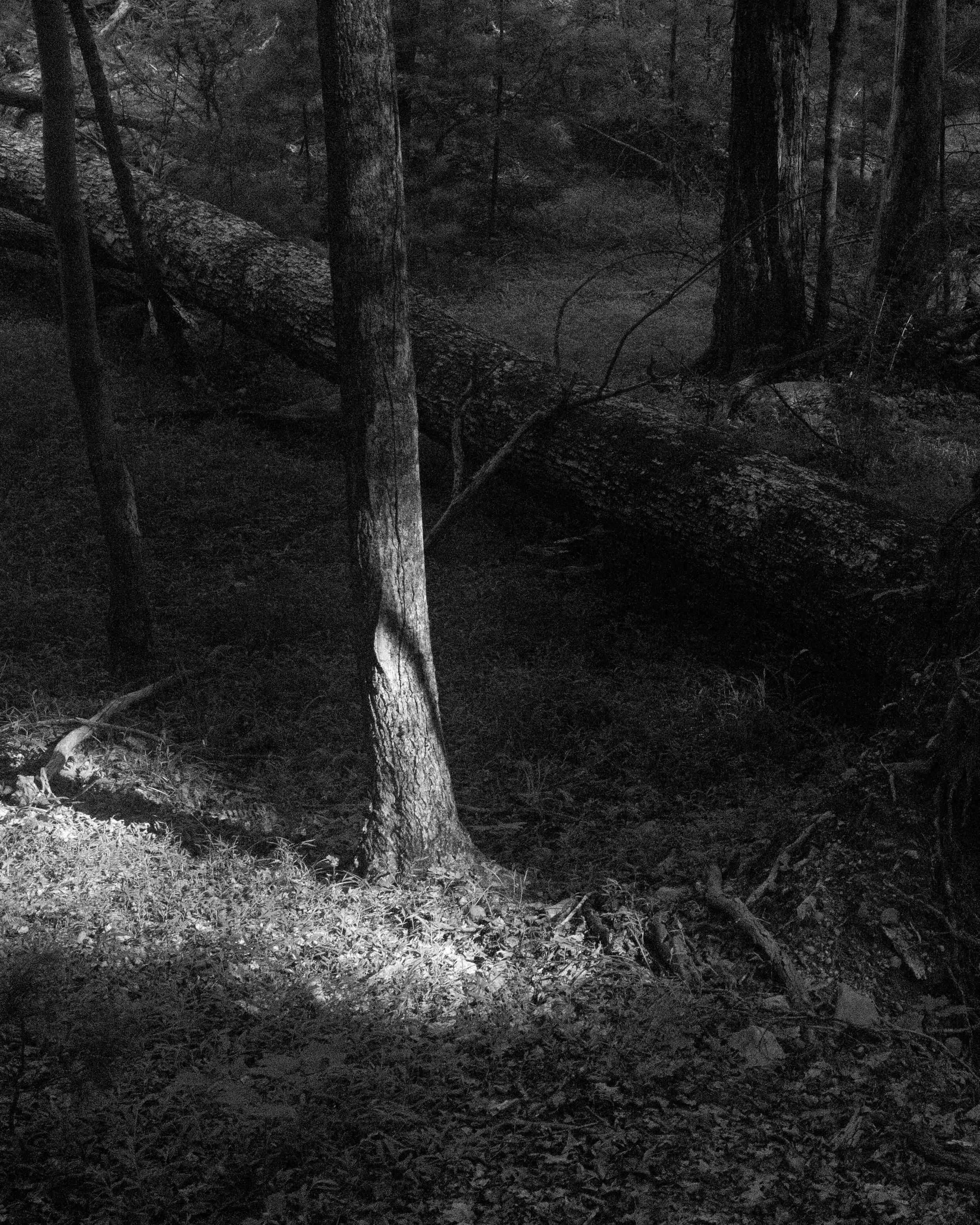 tree shadow.jpg
