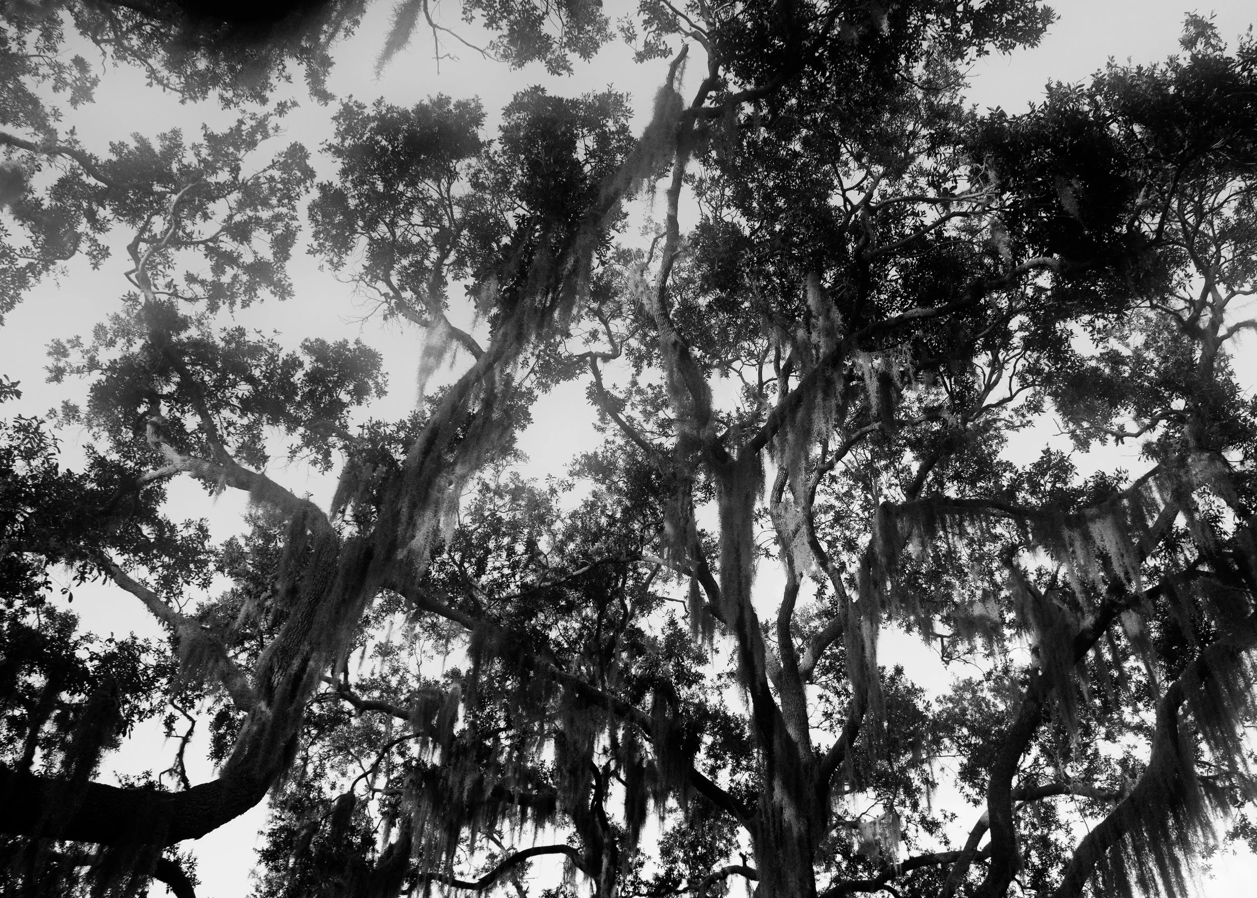 SpanishMoss_Florida.jpg
