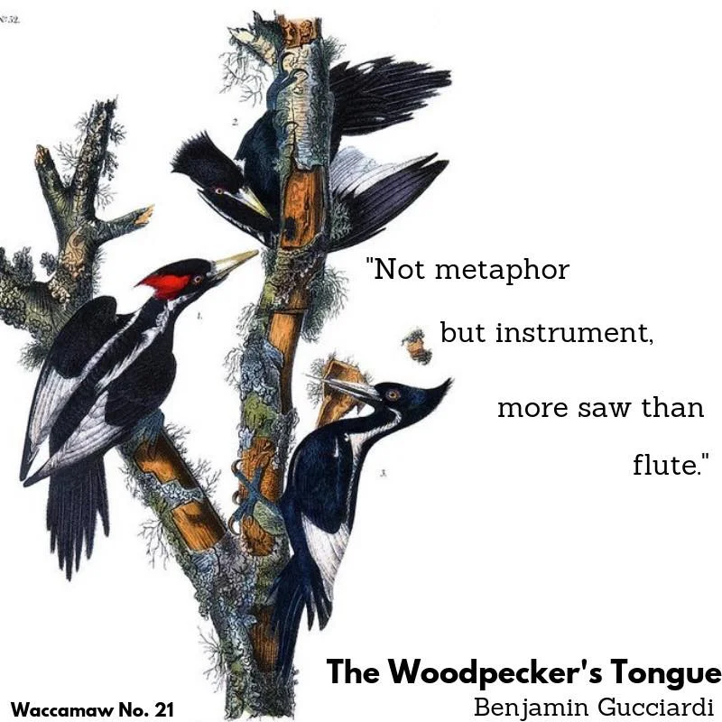 Waccamaw Image.jpg