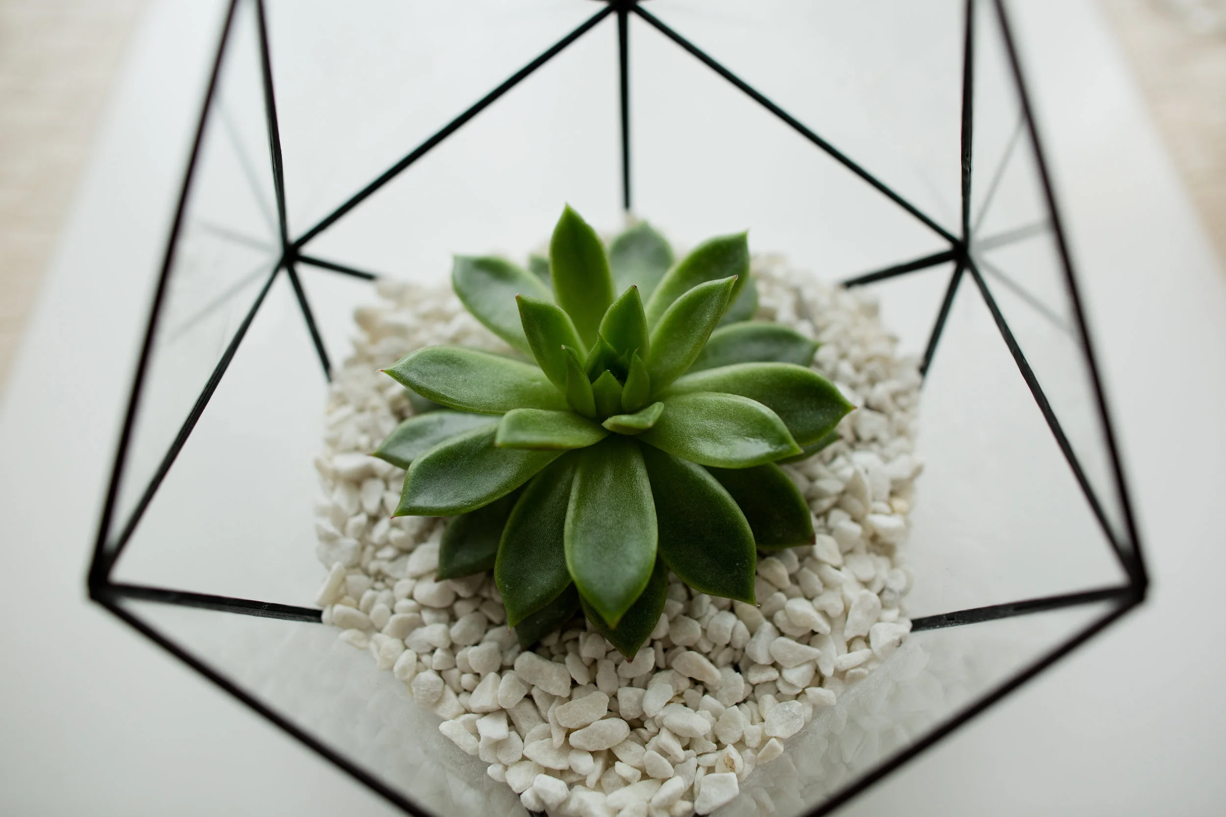 Green succulent in a glass pot in white loft interior in scandinavian style