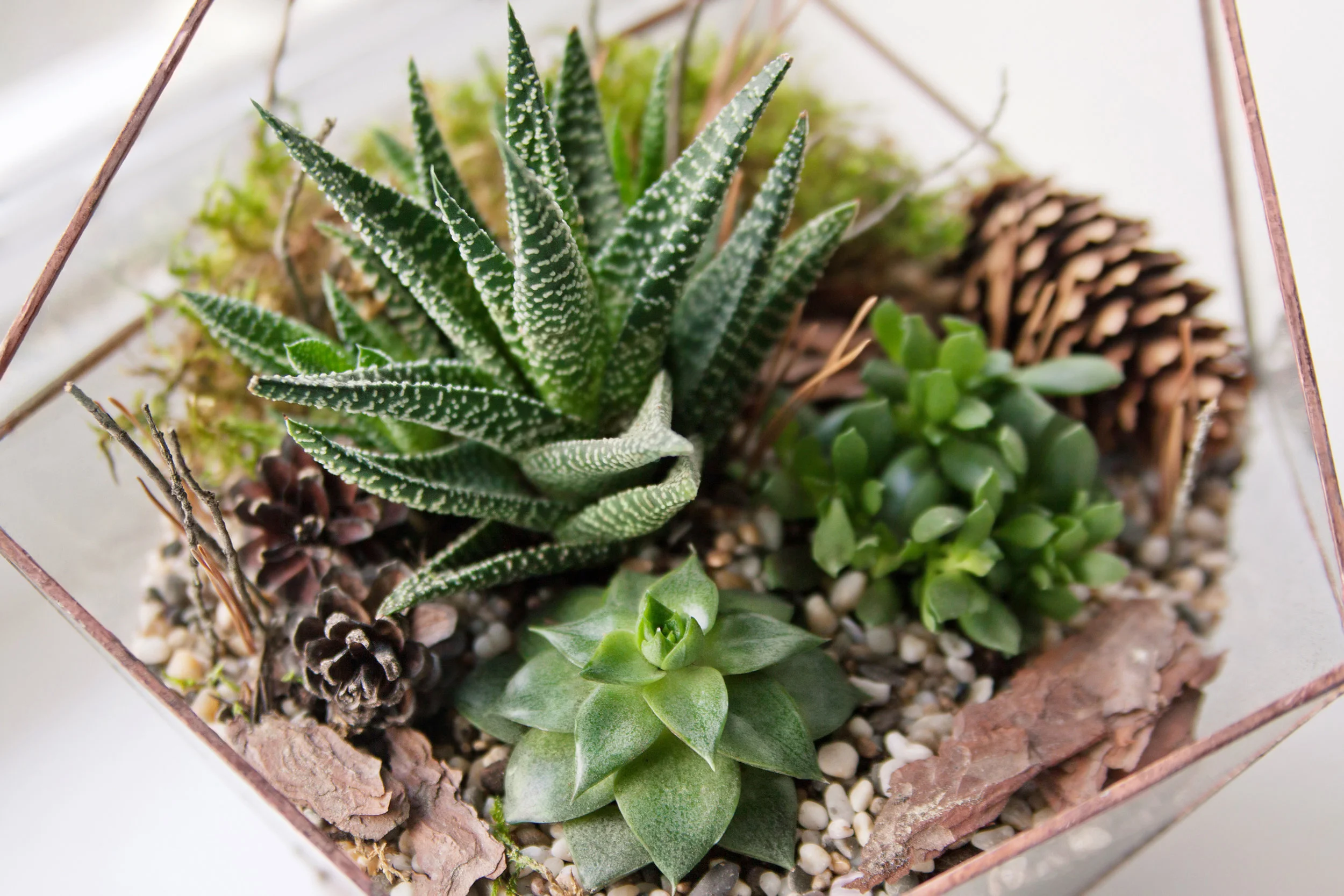 mini succulent garden in glass terrarium